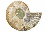 Cut & Polished Ammonite Fossil (Half) - Madagascar #345621-1